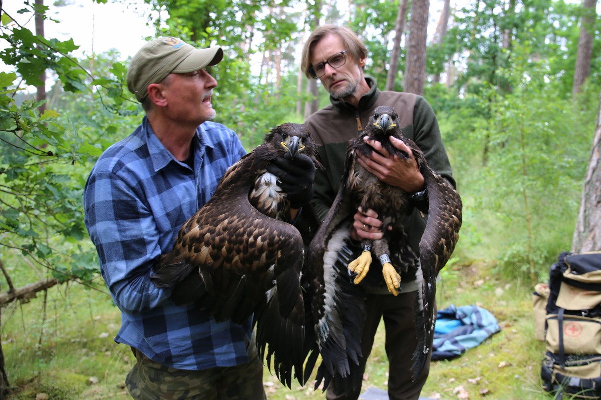 Obrączkowanie bielików, fot. K. Ogłuszka