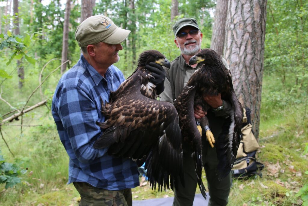Obrączkowanie bielików fot. R. Borzyszkowski
