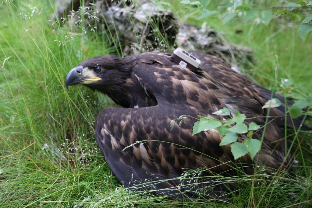 Obrączkowanie bielików fot. R. Borzyszkowski