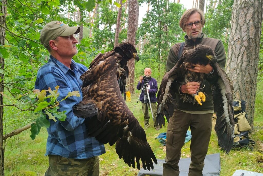 Obrączkowanie bielików, fot. R. Popielarz