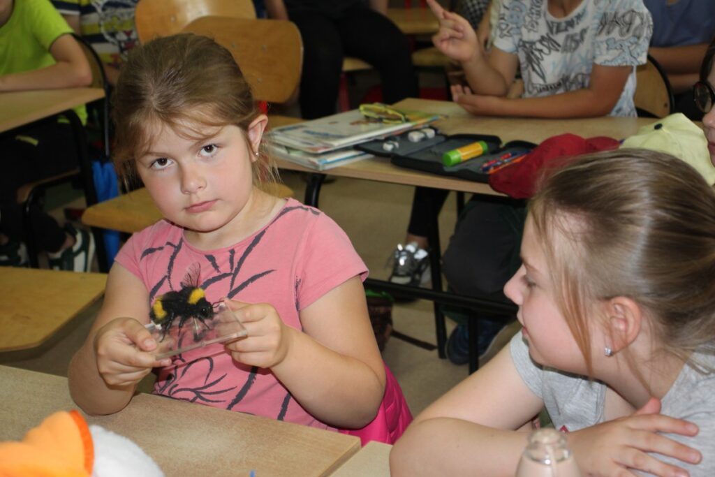 poznajemy trzmiela ziemnego, fot. D. Borzyszkowska