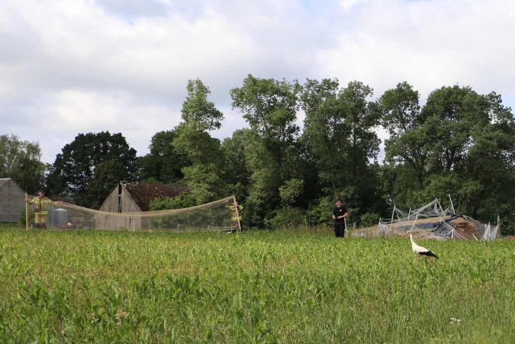 W trakcie odławiania bociana białego, fot. R. Borzyszkowski