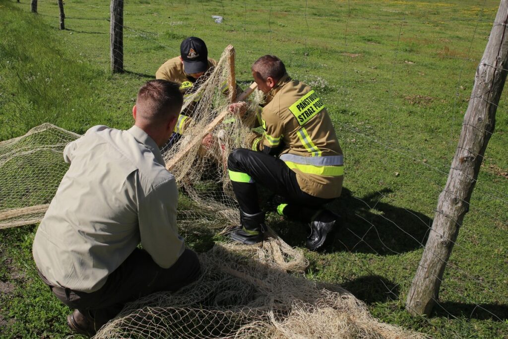 Odłowiony bocian biały, fot. R. Borzyszkowski
