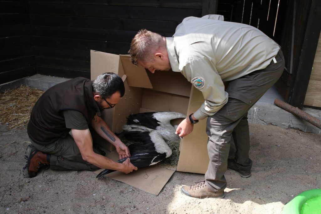 Ranny ptak w dobrych rękach specjalisty, fot. R. Borzyszkowski