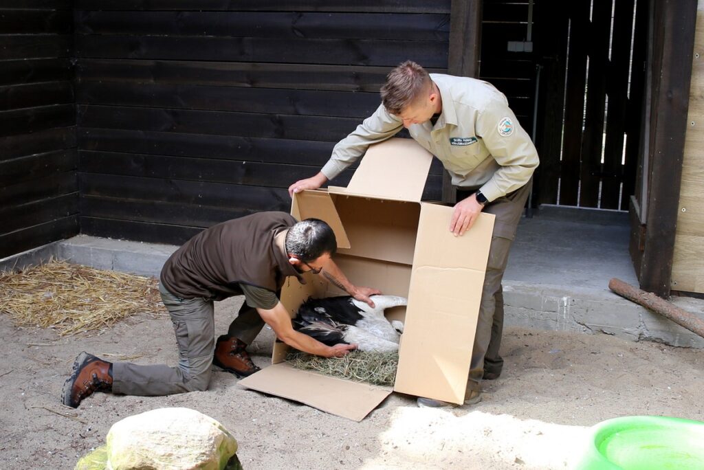 Wstępne oględziny rannego ptaka, fot. R. Borzyszkowski
