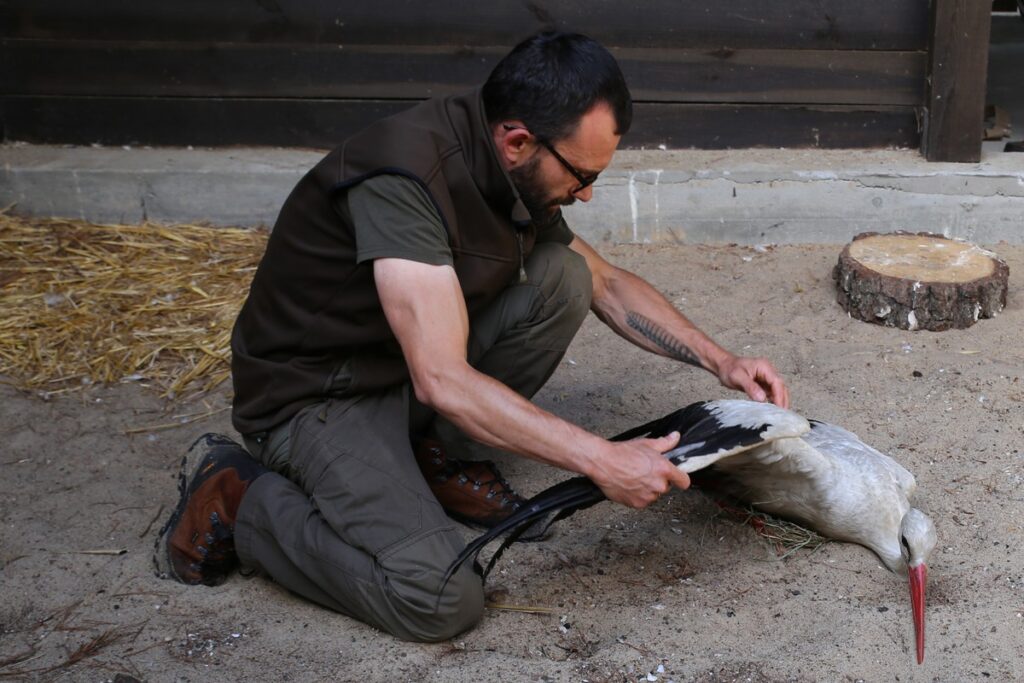 Wstępne oględziny rannego ptaka, fot. R. Borzyszkowski
