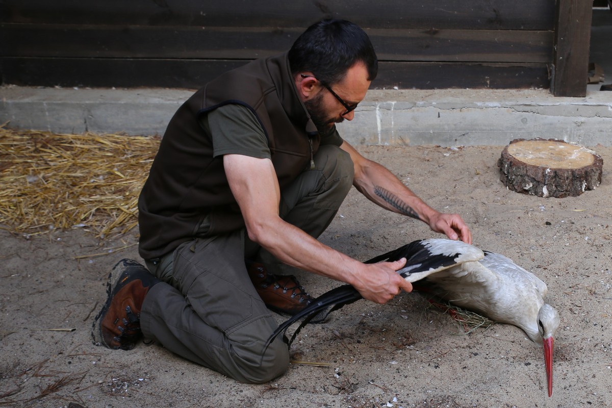 Wstępne oględziny rannego ptaka, fot. R. Borzyszkowski
