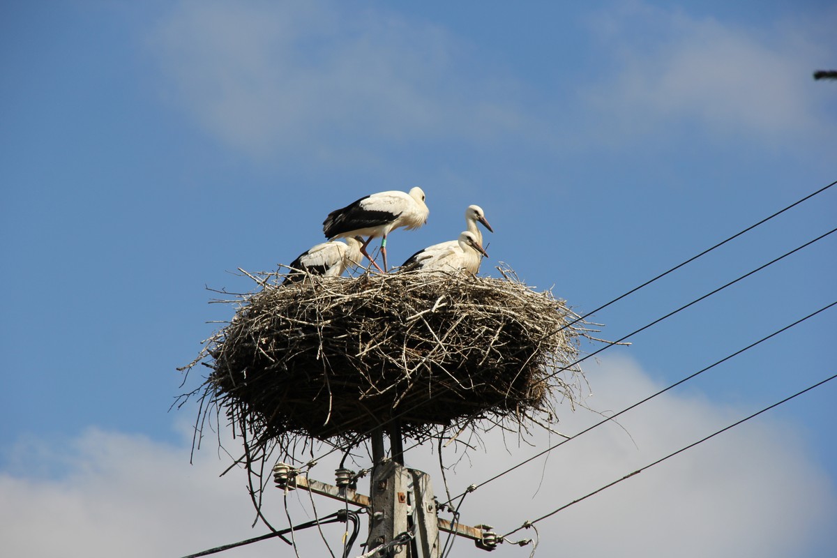 Młode bociany na gnieździe (fot. Tomasz Górny GLPK)