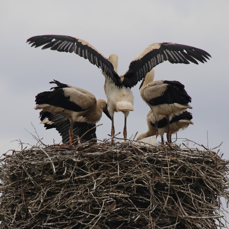 Pięcioraczki ze Stobna fot. R. Borzyszkowski