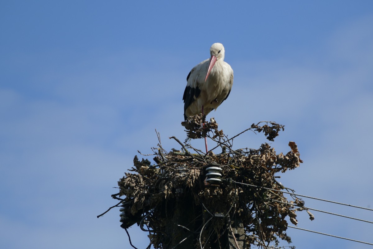 Bocian w Runowie podczas budowy nowego gniazda (Fot. K. Łebek - KPK)