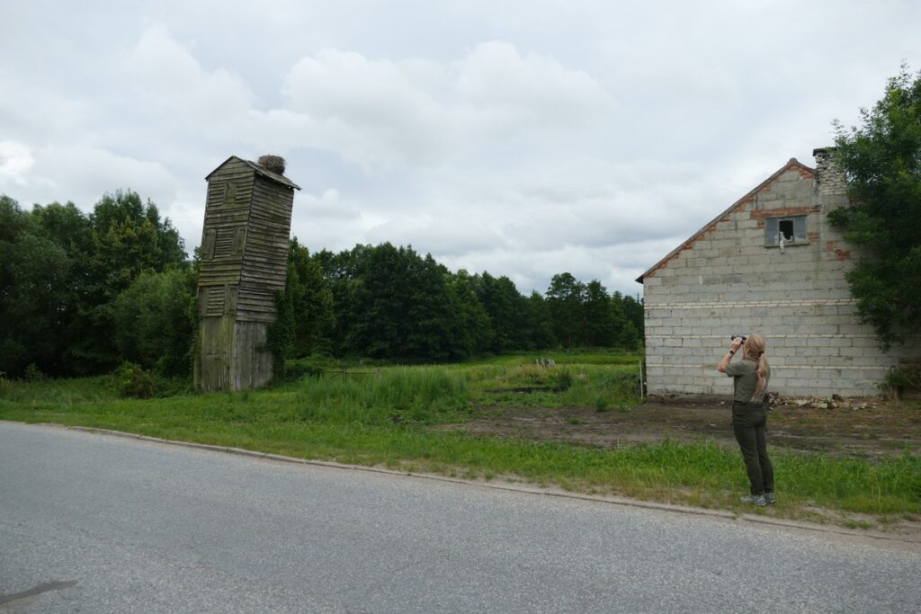 Gniazdo na dawnej wieży strażackiej podczas obserwacji przez strażnika KPK (Fot. M. Łebek - KPK)