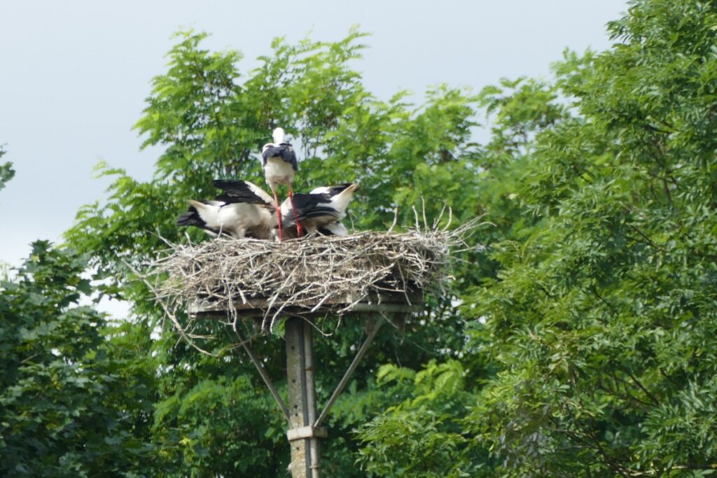 Młode bociany podczas karmienia (Fot. K. Łebek - KPK)