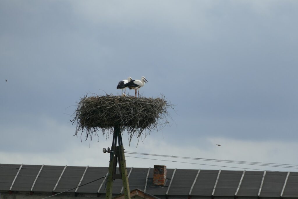 Młode w oczekiwaniu na rodziców (Fot. K. Łebek - KPK)