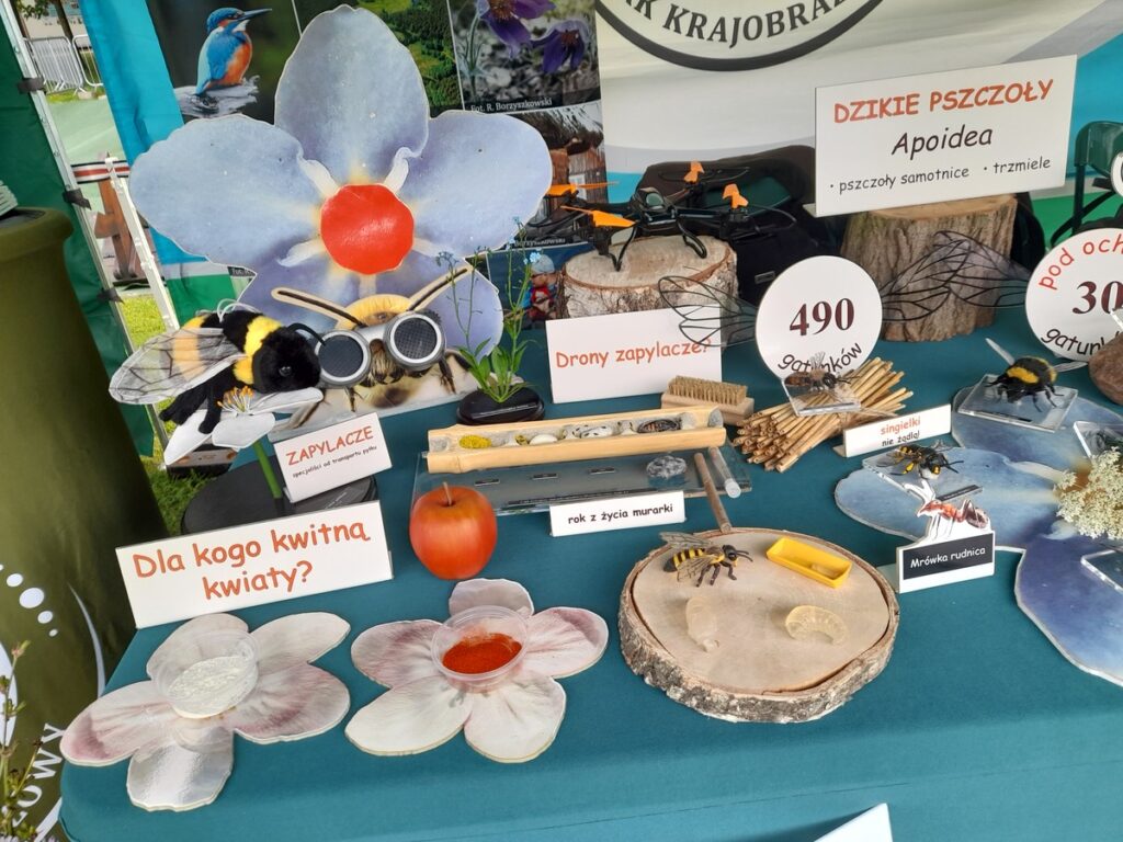 poznajemy owadzi świat, fot. D.Borzyszkowska