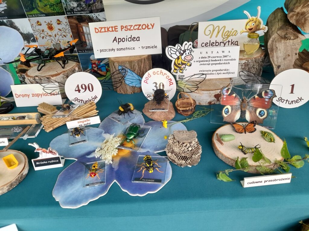 różnorodność zapylaczy, fot. D.Borzyszkowska