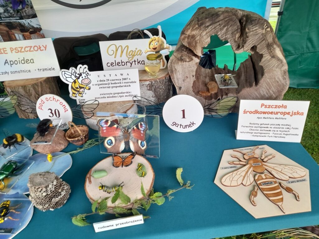 poznajemy pszczołę środkowoeuropejską, fot. D.Borzyszkowska