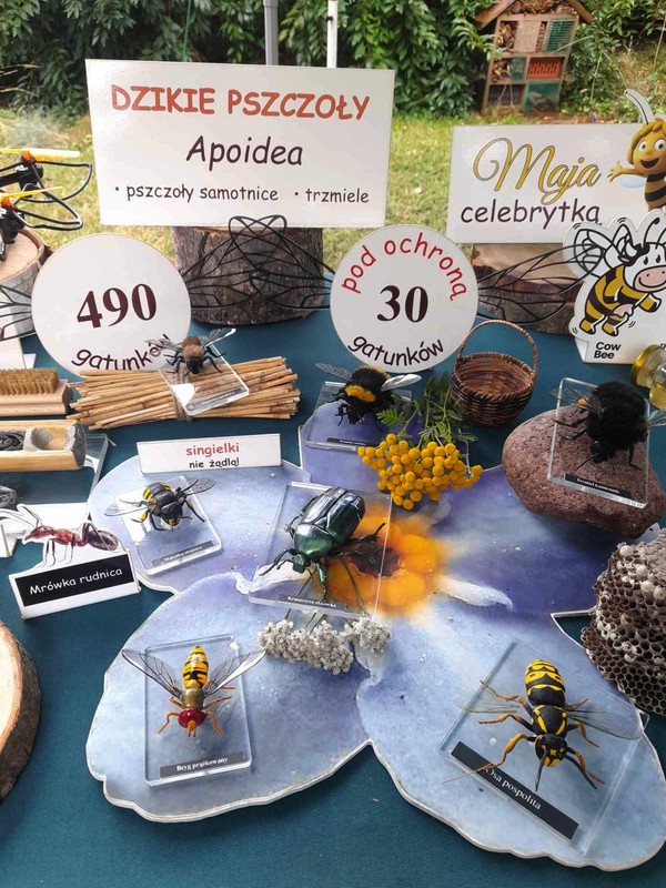 Owady zapylające, fot. D. Borzyszkowska