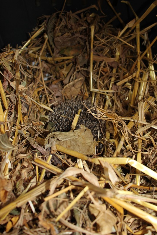 jeż zachodni bohater warsztatów, fot. D. Borzyszkowska