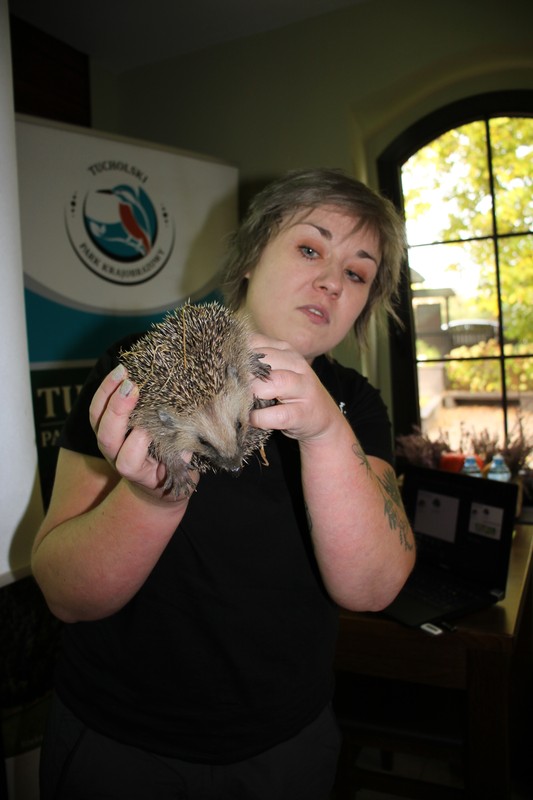 Julka z jeżem zachodnim, fot. D. Borzyszkowska