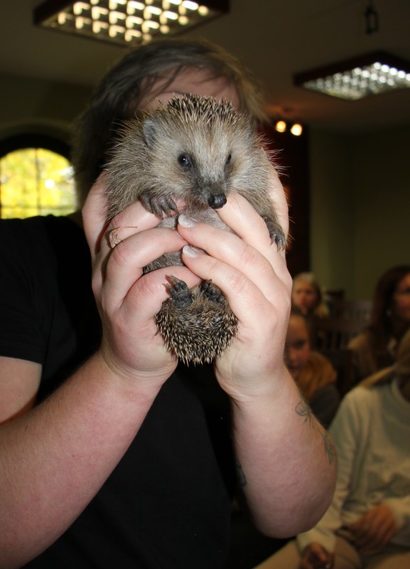 kolczasty bohater wydarzenia, fot. D. Borzyszkowska