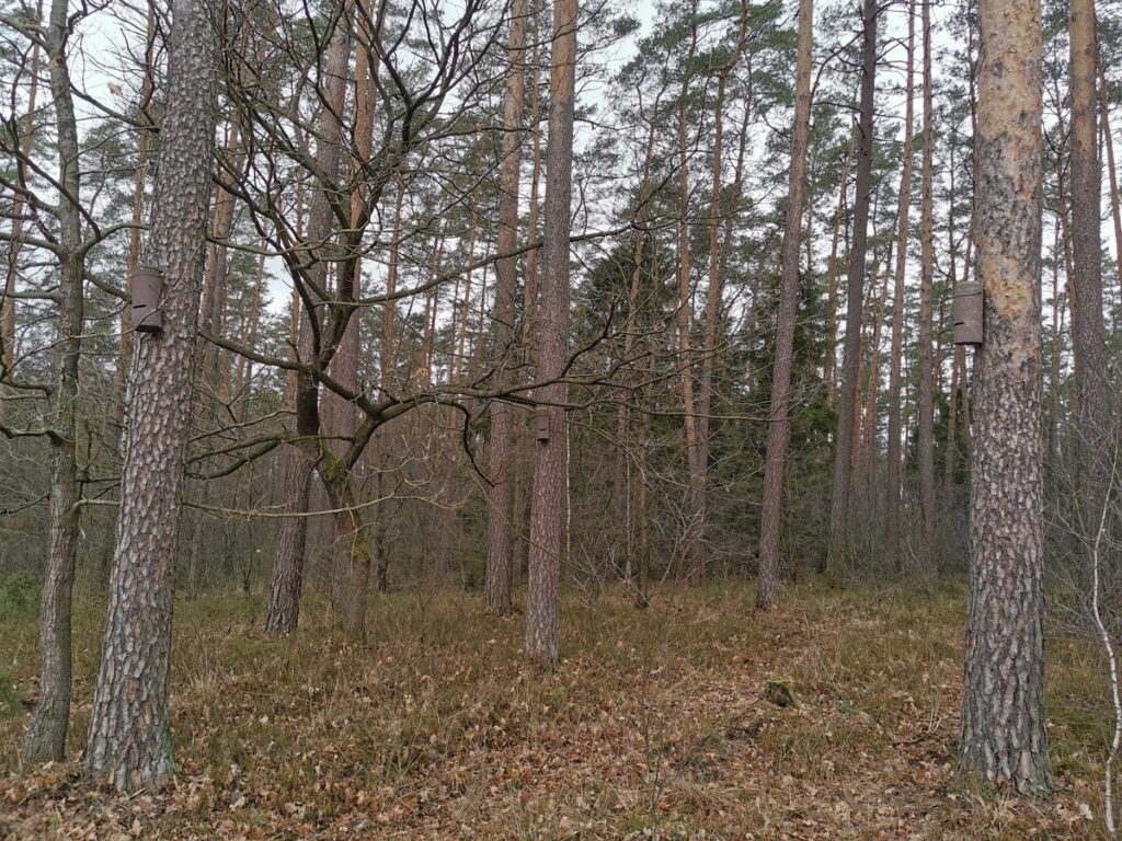 Skupisko budek nietoperzowych, fot. GLPK