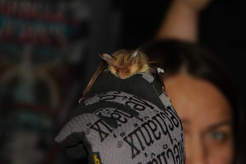 Gacek brunatny Plecotus auritus, fot. GLPK