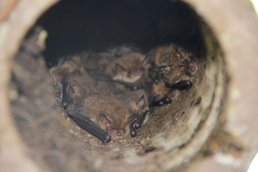 Nocki Natterera, fot. GLPK