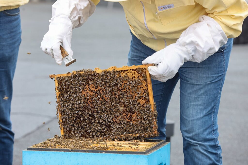 Miodobranie na dachu Urzędu Marszałkowskiego w 2023 roku fot. Mikołaj Kuras dla UMWKP