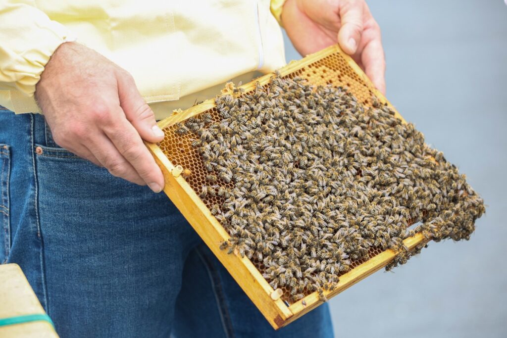 Miodobranie na dachu Urzędu Marszałkowskiego w 2023 roku fot. Mikołaj Kuras dla UMWKP