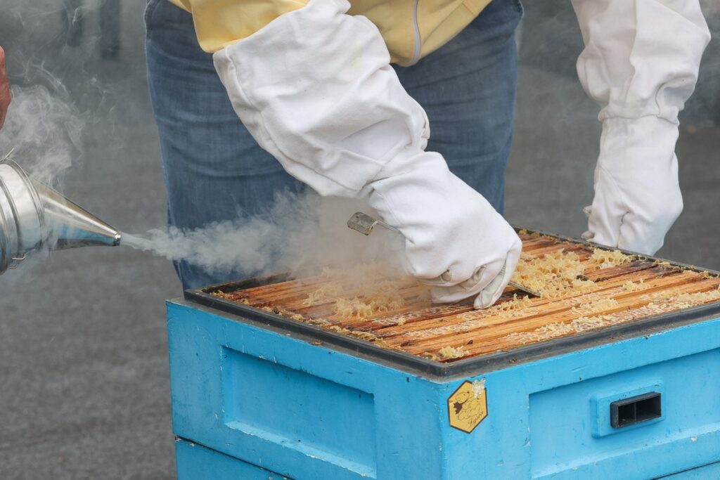 Miodobranie na dachu Urzędu Marszałkowskiego w 2023 roku fot. Mikołaj Kuras dla UMWKP