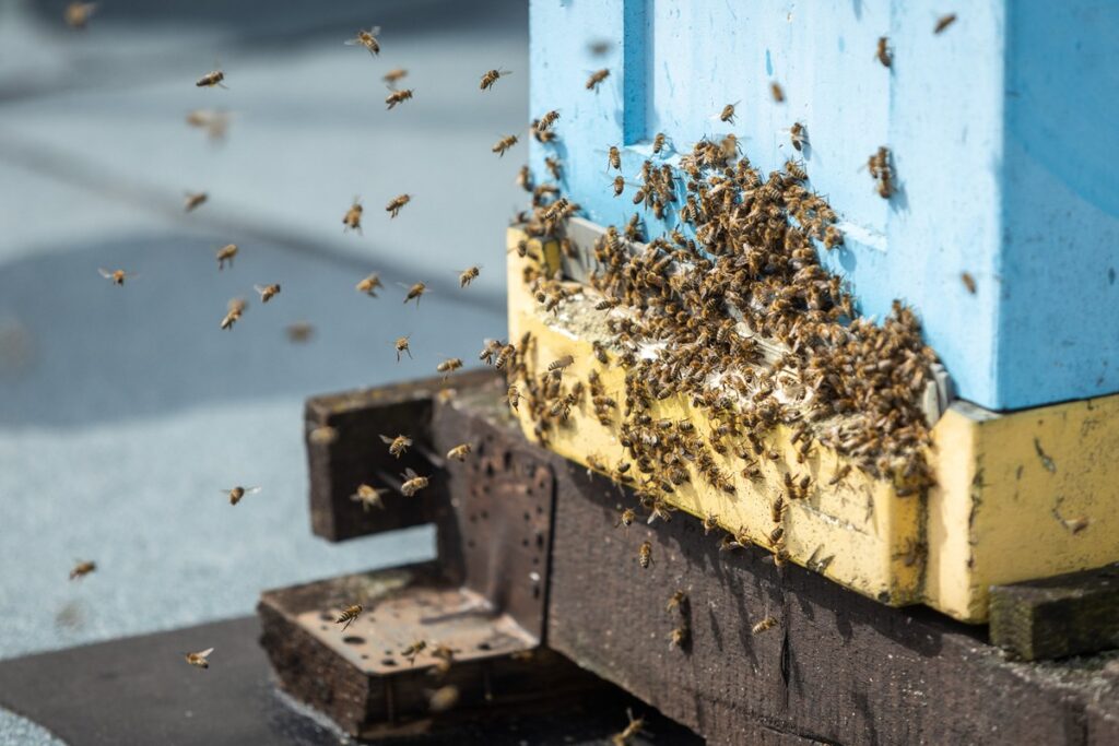 Miodobranie z marszałkiem Piotrem Całbeckim fot. Szymon Zdziebło/tarantoga.pl dla UMWKP