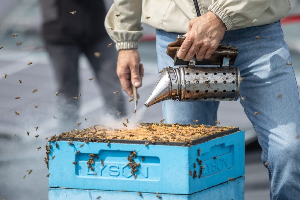 Miodobranie z marszałkiem Piotrem Całbeckim fot. Szymon Zdziebło/tarantoga.pl dla UMWKP