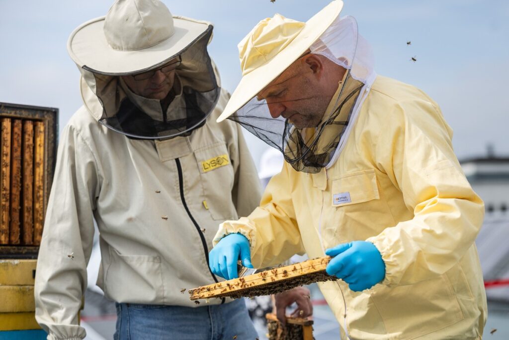 Miodobranie z marszałkiem Piotrem Całbeckim fot. Szymon Zdziebło/tarantoga.pl dla UMWKP