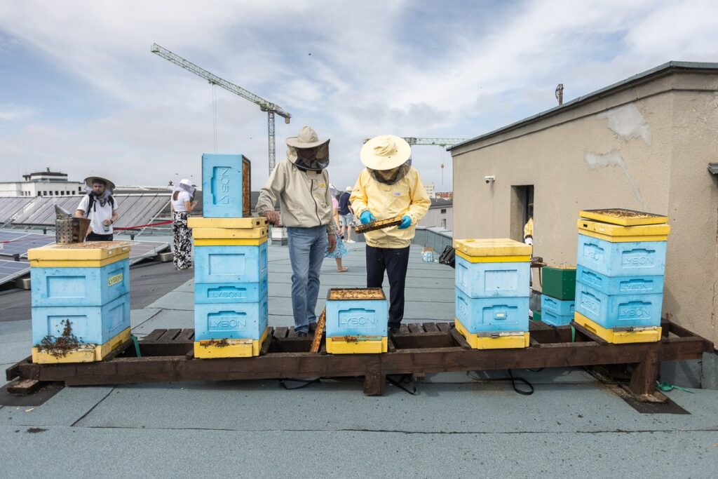 Miodobranie z marszałkiem Piotrem Całbeckim fot. Szymon Zdziebło/tarantoga.pl dla UMWKP