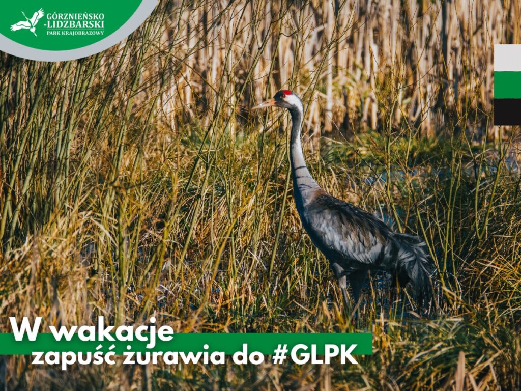 Żuraw, fot. GLPK