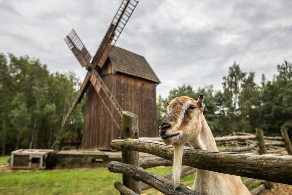 Skansen w Kłóbce fot. Szymon Zdziebło/tarantoga.pl dla UMWKP