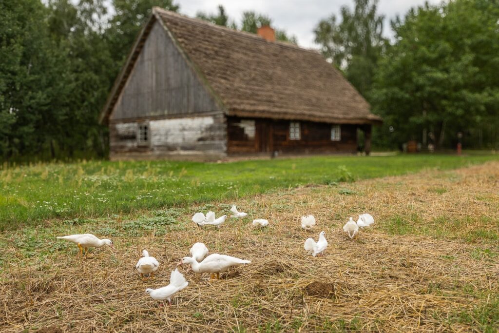 Skansen w Kłóbce fot. Szymon Zdziebło/tarantoga.pl dla UMWKP