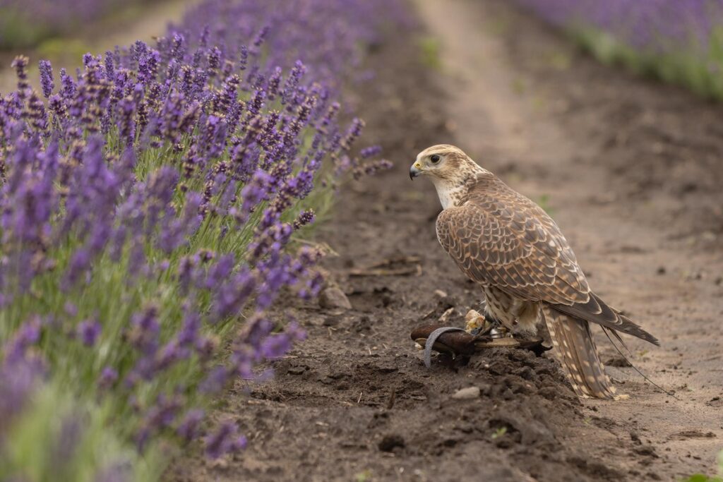 Festiwal lawendy - zdjęcie wykonane przez partnera projektu "Stowarzyszenie Lovenda Kujawska", przedstawia sokoła wśród lawendy podczas pokazu dzikich ptaków