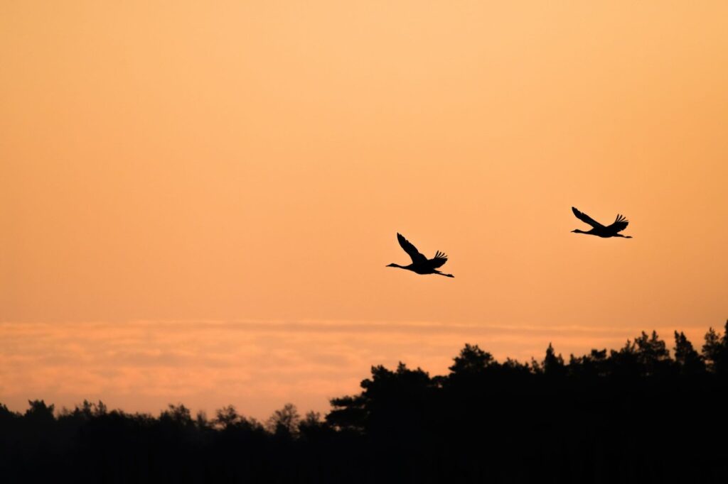 Żurawie, fot. Krzysztof Pokrętowski GLPK