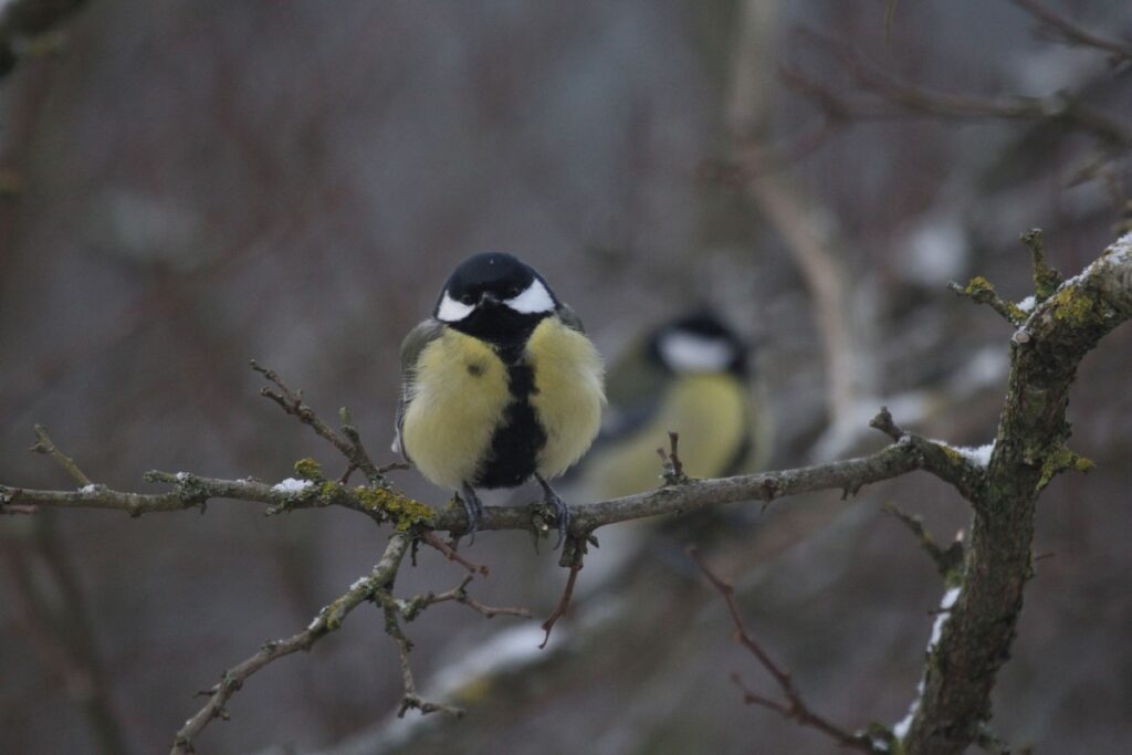 Bogatki czekają na wyczyszczenie budek (fot. Krzysztof Pokrętowski)