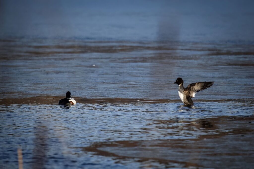 Gągoły (fot. Krzysztof Pokrętowski)