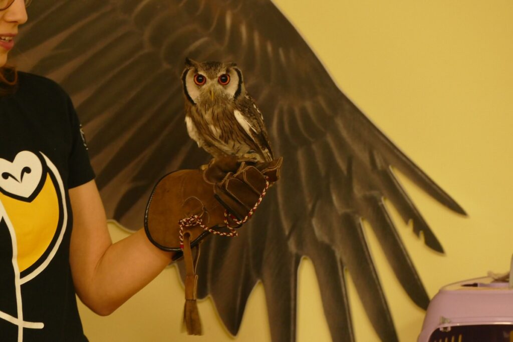 Sowa Szarogłówka Północna Hu-huś, fot. K. Łebek KPK