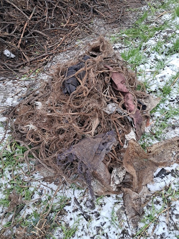 Materiał z gniazda przyniesiony przez bociana - fot. Damian Gołąb