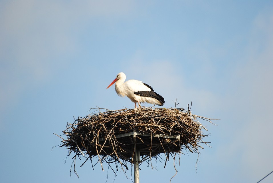 Pierwszy bocian w Parku - fot. Klaudia Łebek