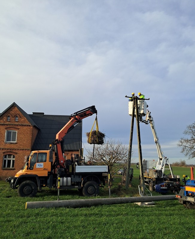 Zdjęte gniazdo w całości pod nową platformę-fot. Krzysztof Wojtkowiak