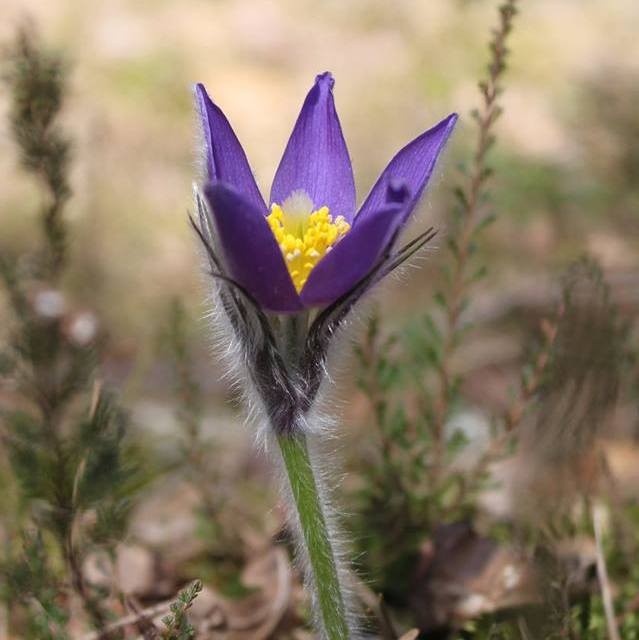 Sasanka otwarta fot. Rafał Borzyszkowski