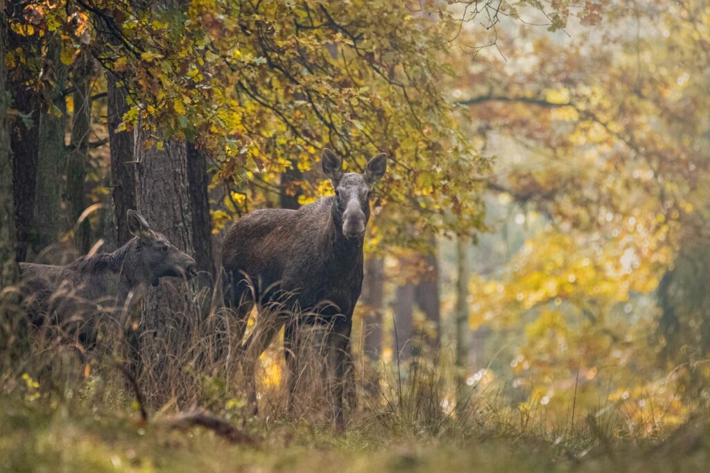 Łosie (fot. Krzysztof Pokrętowski)