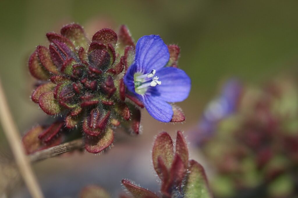 Przetacznik (fot. Ilona Wiśniewska GLPK)