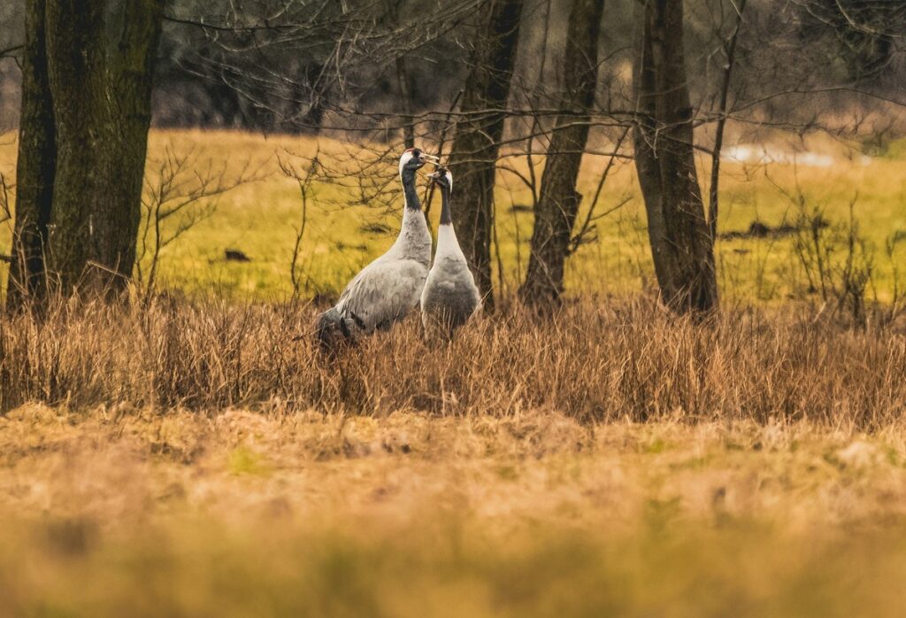 Żurawie (fot. Krzysztof Pokrętowski)