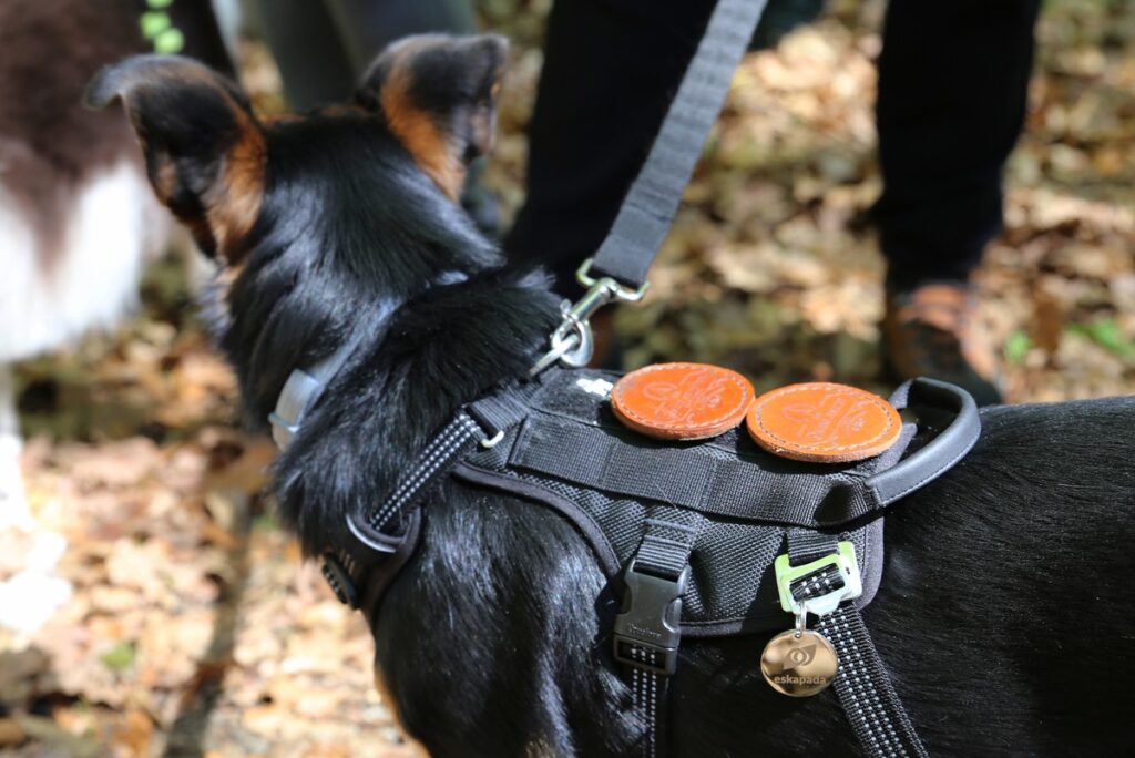 Eskapadowa przypinka Fot. D. Borzyszkowska